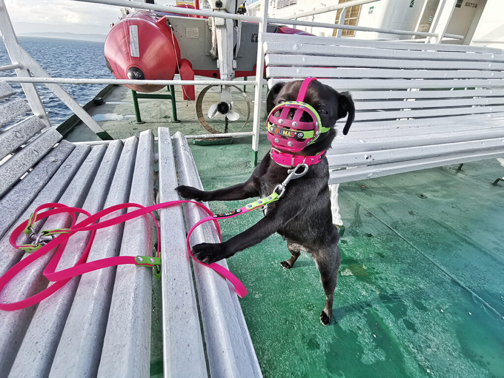 Fährreisen mit Hund